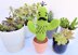 Curtis the Cactus