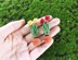Miniature potted tulips
