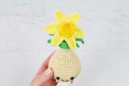 Daffodil Bulb