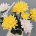 Chrysanthemum