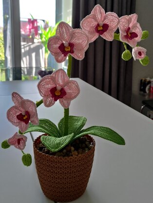 Moth Orchid