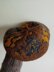 Autumn in beret