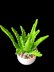 Crochet Aloe Vera plant