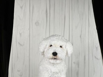 Bichon Dog