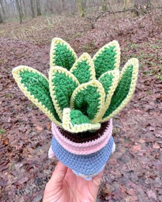 Gnome succulent (sansevieria)