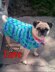 Sissy's Dog Sweater