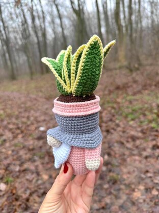 Gnome succulent (sansevieria)