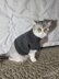 Basic pet sweater shirt