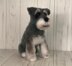 Mini Schnauzer