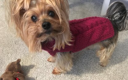 Fall Cabled Dog Sweater