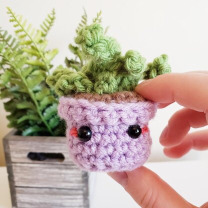 Buddy the Little Succulent