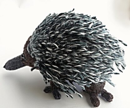 Australian Echidna