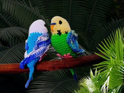 Budgie * Parakeet * Parrot