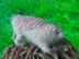 Fairy armadillo