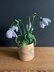 Nana's Snowdrop Flowers