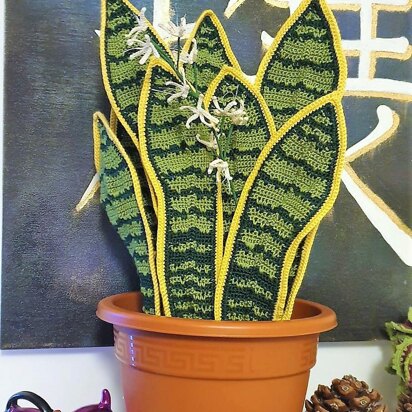 Big Sansevieria Snake Plant