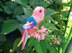 Amazona Parrot