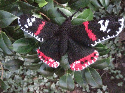 Red Admiral Butterfly