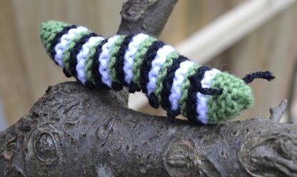 Monarch Caterpillar and Chrysallis