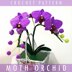 Moth Orchid Crochet Pattern