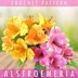 Alstroemeria