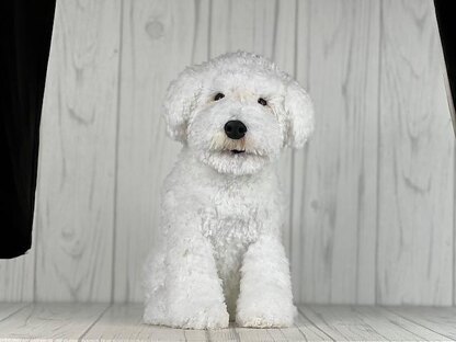 Bichon Dog