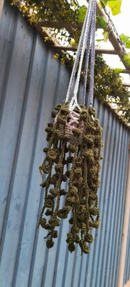 Trail of buds hanging plant