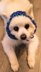 Cutie Pet Headband