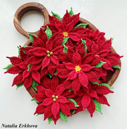 Poinsettia (Christmas Star)