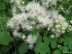 Meadow Rue