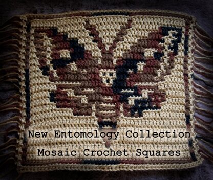 Entomology Collection Square: Death Head Hawk Moth