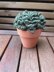 Green Prince succulent