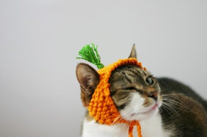 A Carrot Hat for a Cat