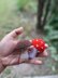 Crochet mushrooms Red Amanita and Shitake, for making key ring, car charm, toys, baby mobile