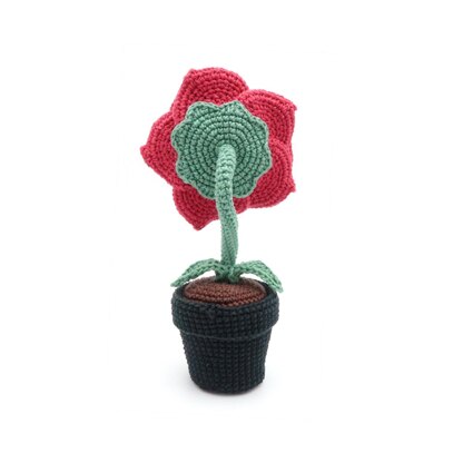 Eyeball Rose Flower in Pot