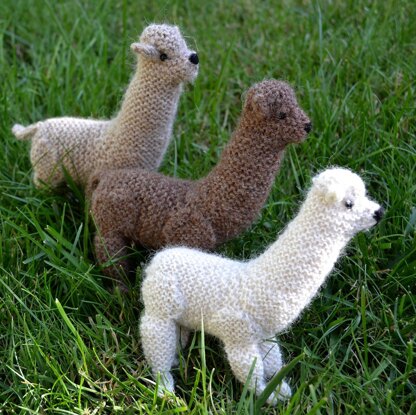 Alpaca