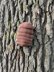 Plush Roly Poly Pill Bug