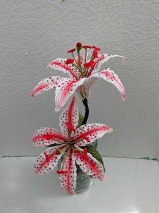 Candy Cane Oriental Lily