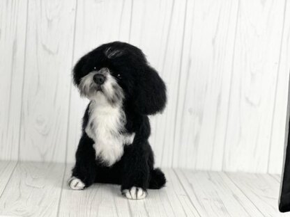 Black and White Shih Tzu dog