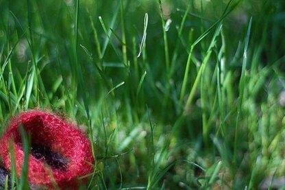 Poppy Flower