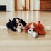 Plush Puppy Cavalier Spaniel