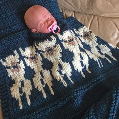 Alpacas on a Blanket