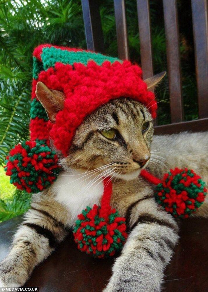 The Elf Hat for Cats