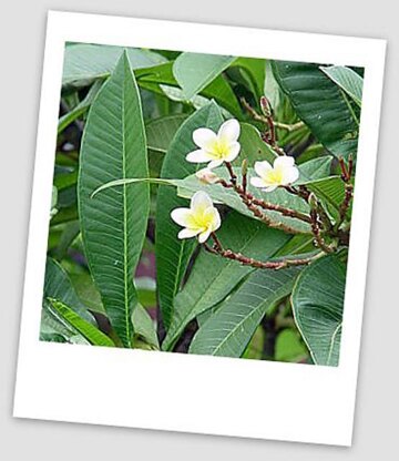 Frangipani Mini Blossoms and Leaves Lace Knit Scarf