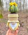 Gnome succulent (cactus)