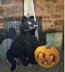 Halloween: black cat & jack-'o-lantern