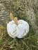 Crochet Pumpkin with glitter