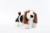 Herbie the Basset Hound in Deramores Studio DK - Downloadable PDF