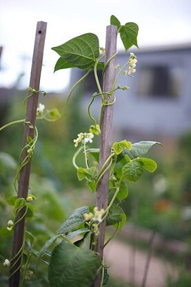 Beanpole