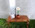 Miniature potted daisy